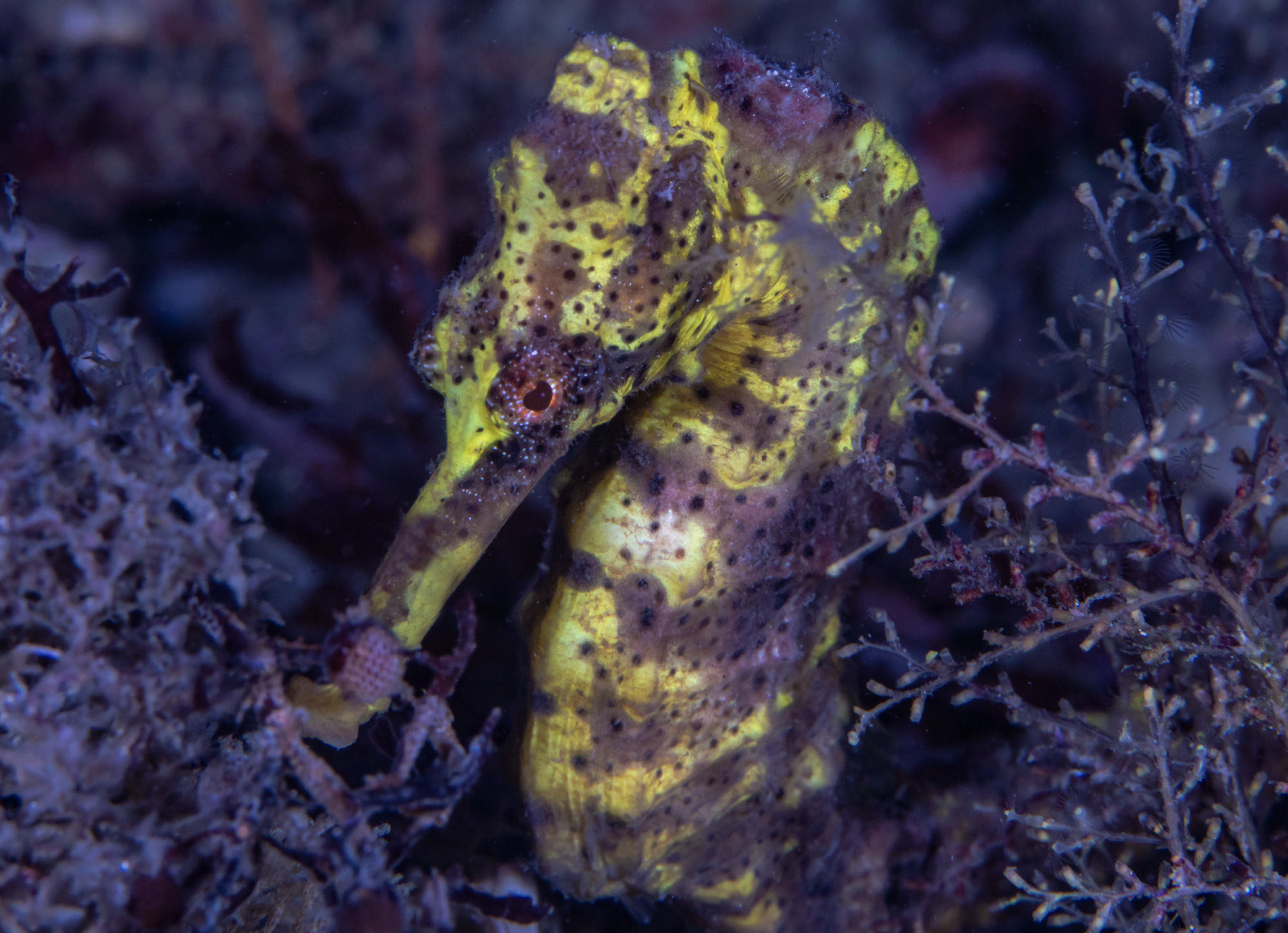Seahorse